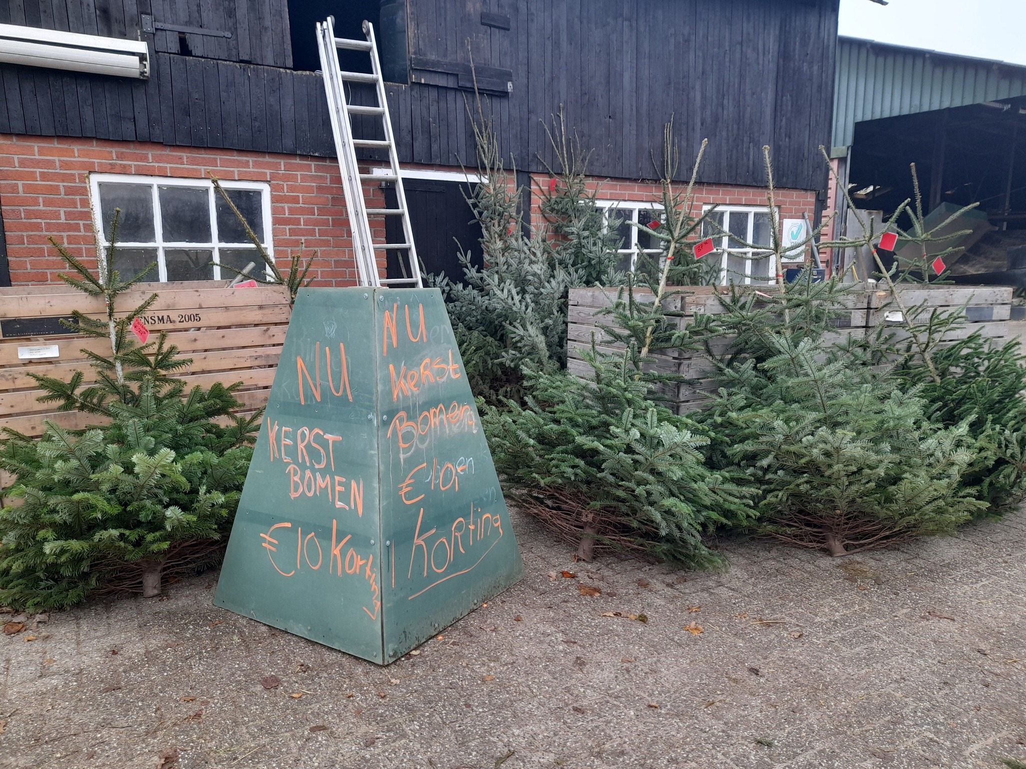 De laatste Kerstbomen 2024 bij Lensink Aardappelen Aalten.